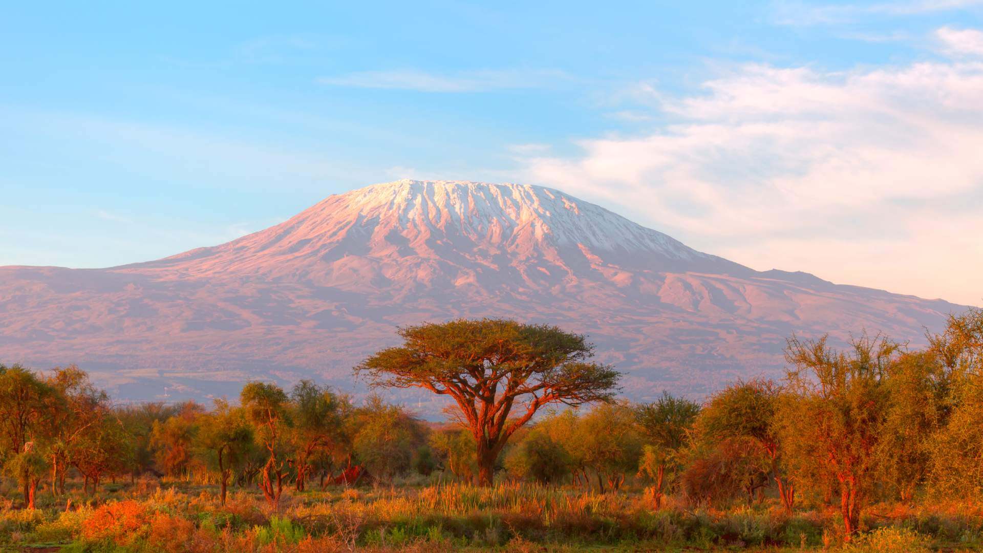 kilimanjaro moorland zone